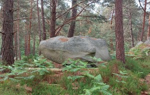 Sortie  forêt de Fontainebleau