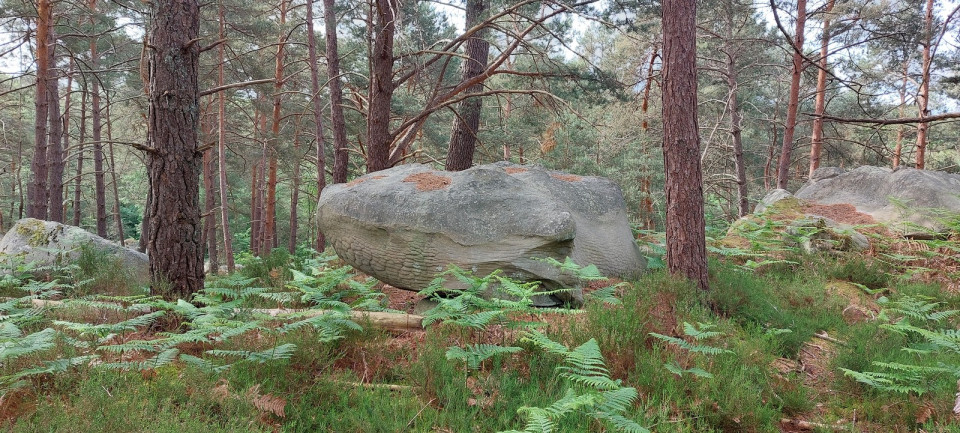 Sortie  forêt de Fontainebleau